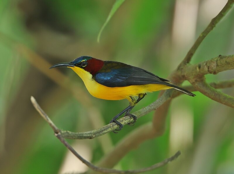 Elegant Sunbird (Aethopyga duyvenbodei) photo