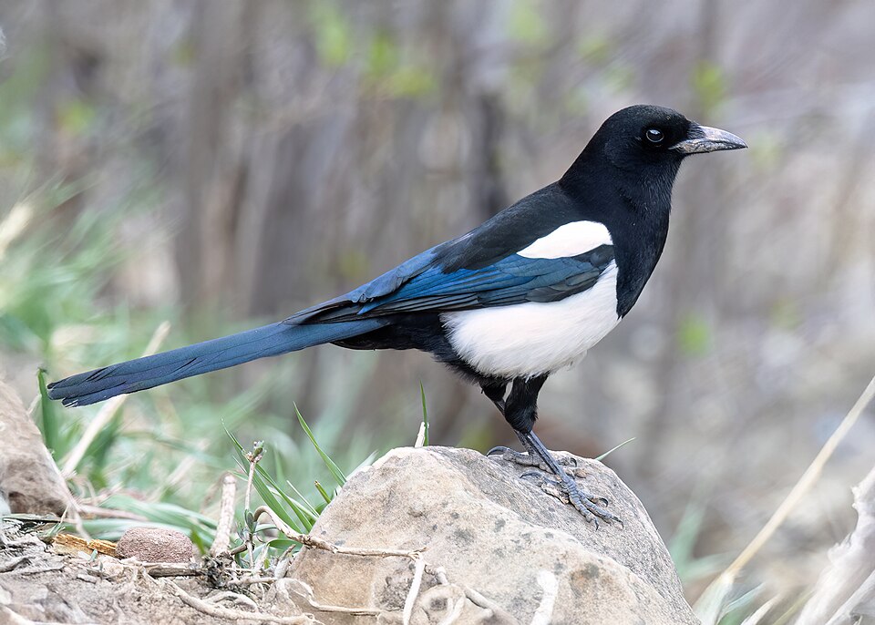 Black-billed Magpie (Pica hudsonia)
