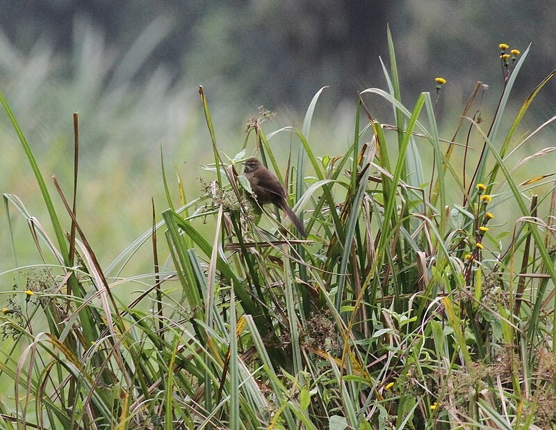Grauer's Swamp Warbler (Bradypterus graueri) photo