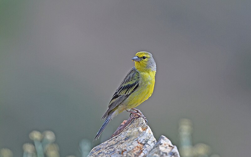 Corsican Finch (Carduelis corsicana) photo