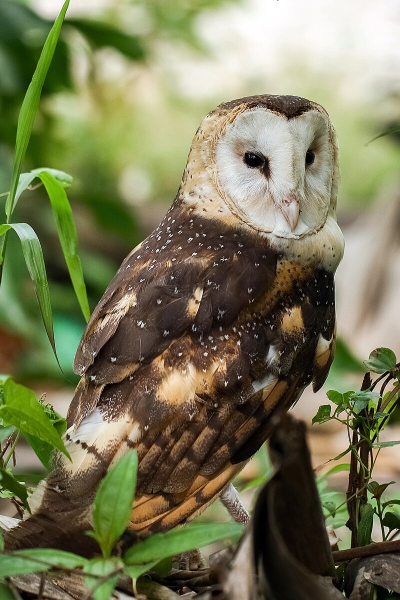 Australasian Grass-Owl (Tyto longimembris) photo