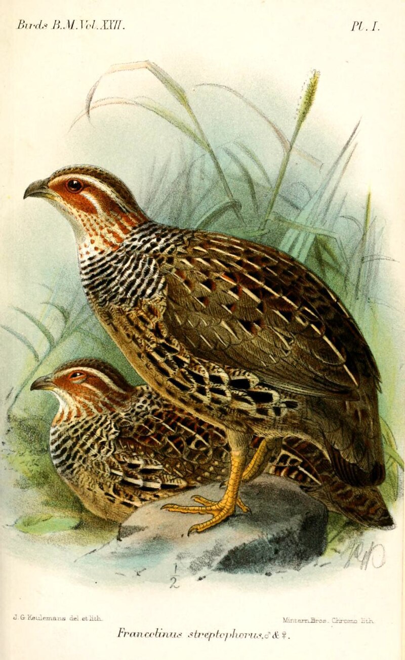 Ring-necked Francolin (Scleroptila streptophora) photo
