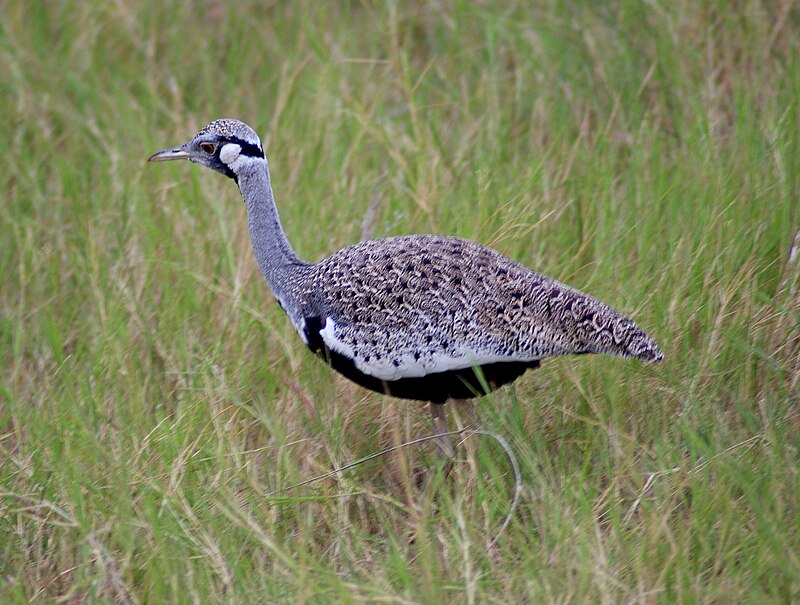 Hartlaub's Bustard (Lissotis hartlaubii) photo