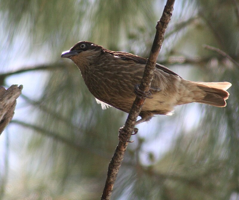 Polynesian Starling (Aplonis tabuensis) photo