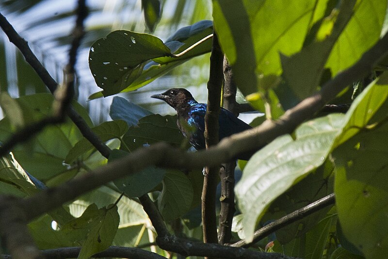 Purple-headed Starling (Hylopsar purpureiceps) photo
