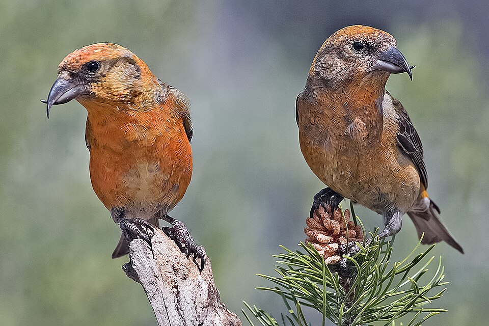 Red Crossbill (Loxia curvirostra)