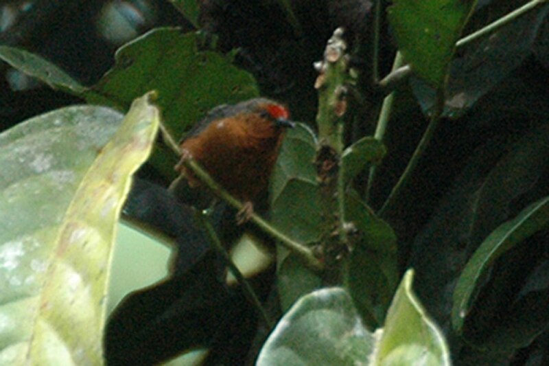 Jameson's Antpecker (Parmoptila jamesoni) photo