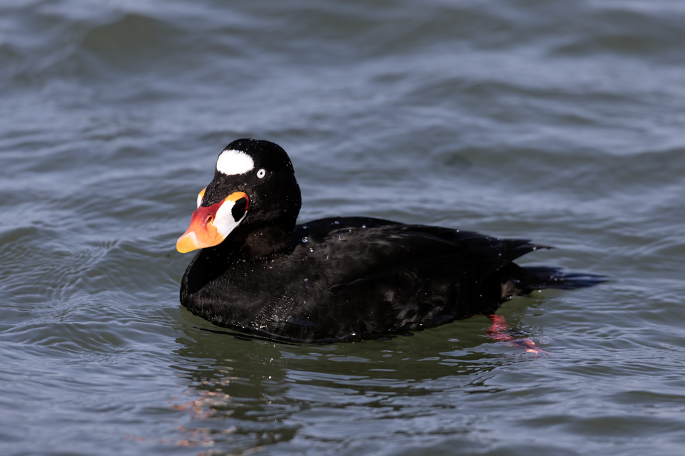 Surf Scoter (Melanitta perspicillata)
