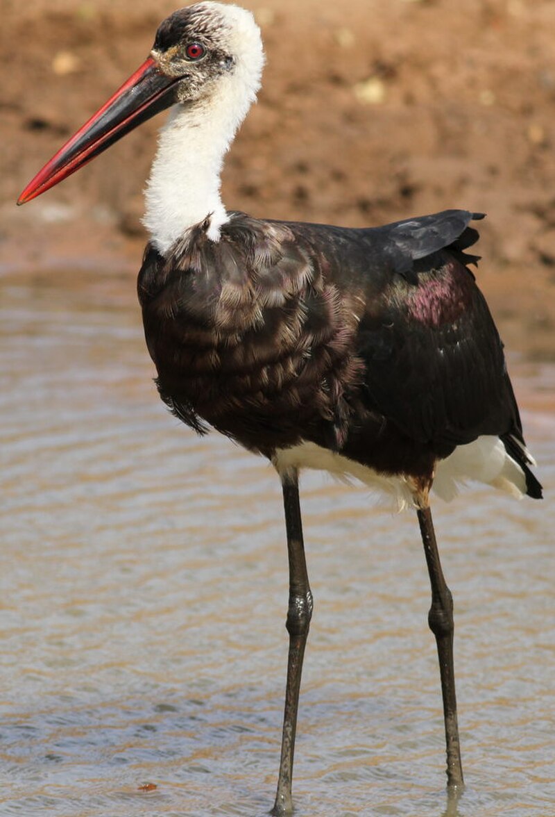 African Woolly-necked Stork (Ciconia microscelis) photo