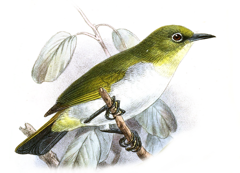 Yellow-throated White-eye (Zosterops metcalfii) photo