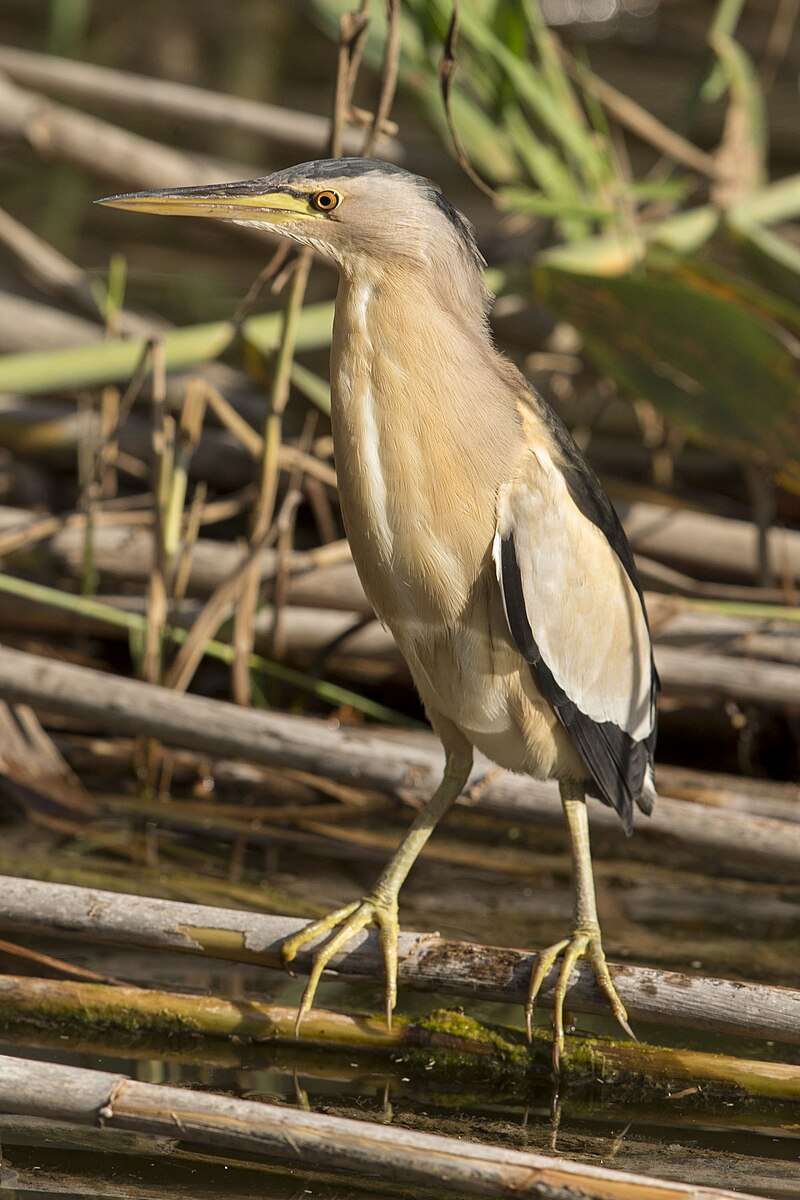 Little Bittern (Botaurus minutus) photo