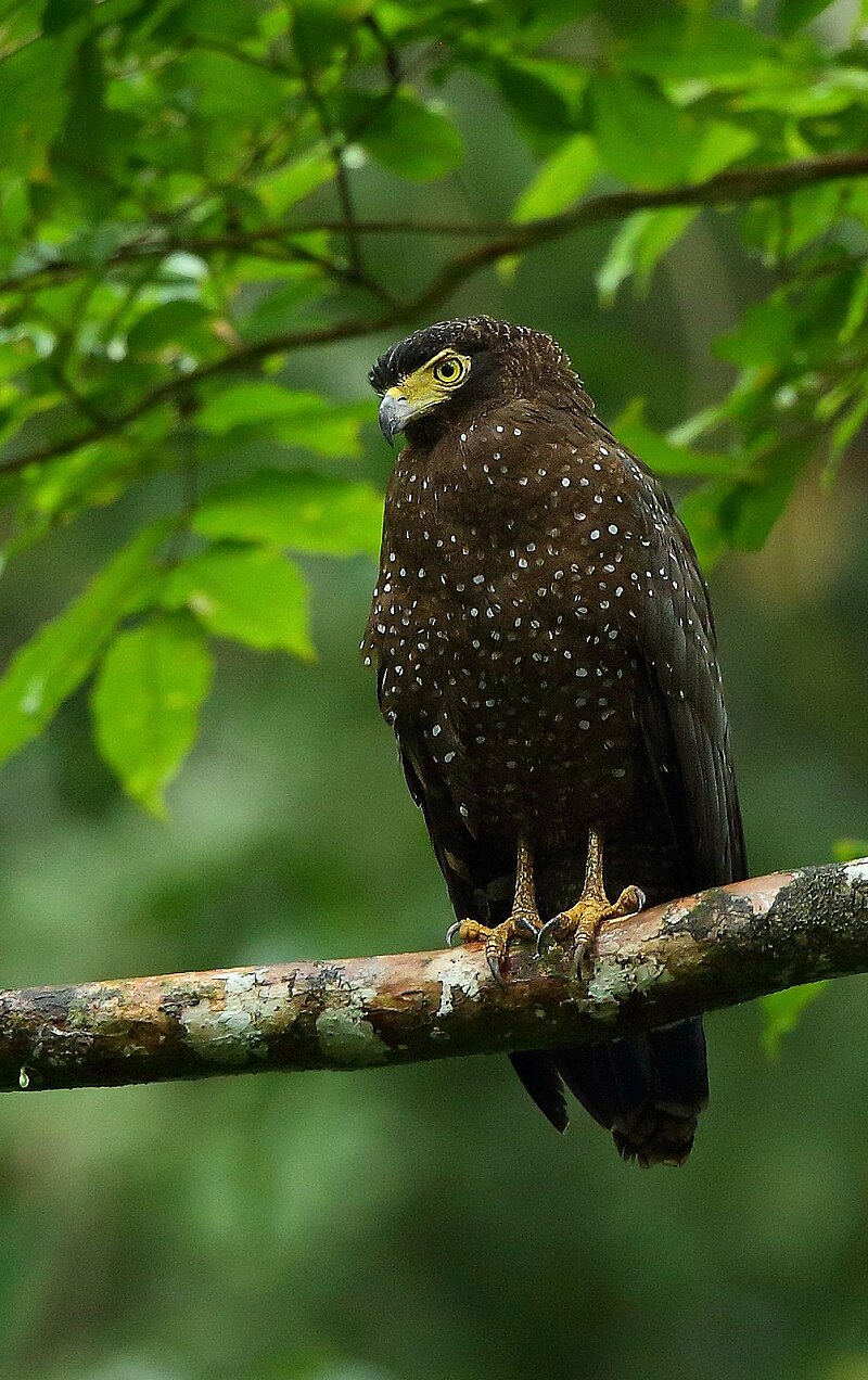 Andaman Serpent-Eagle (Spilornis elgini) photo