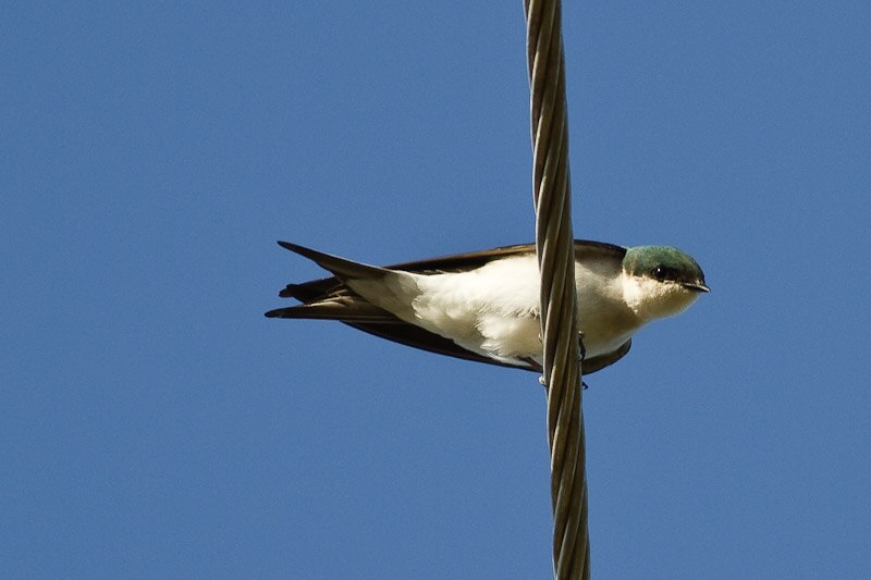 Bahama Swallow (Tachycineta cyaneoviridis) photo