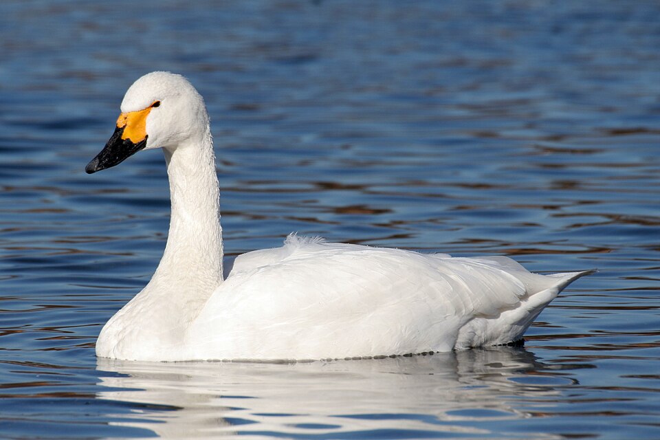 Tundra Swan (Cygnus columbianus)