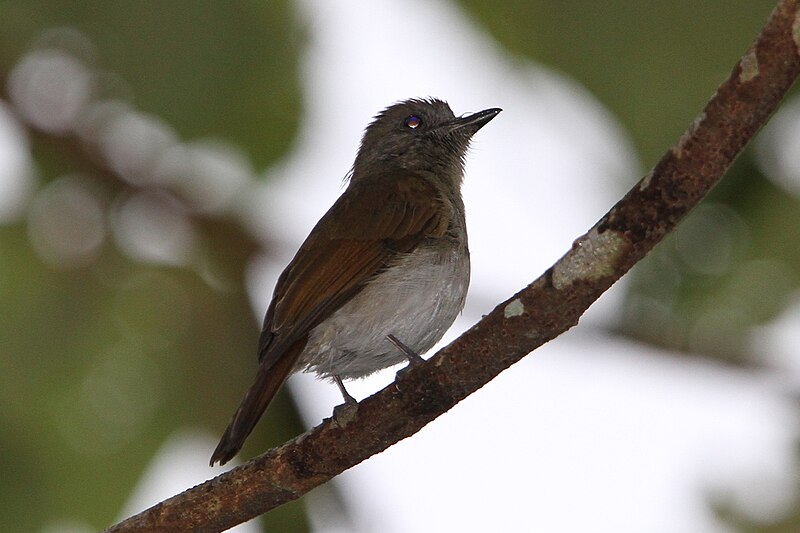 Sumba Jungle Flycatcher (Eumyias stresemanni) photo