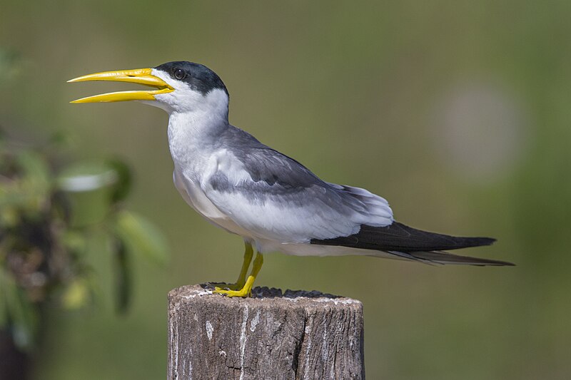Large-billed Tern (Phaetusa simplex) photo