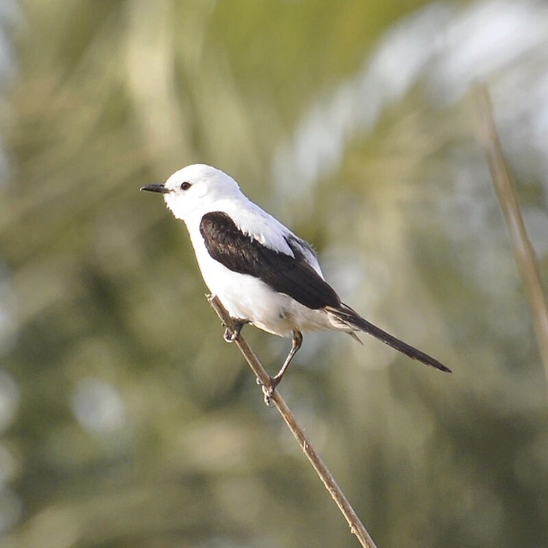 Black-and-white Monjita (Heteroxolmis dominicana) photo