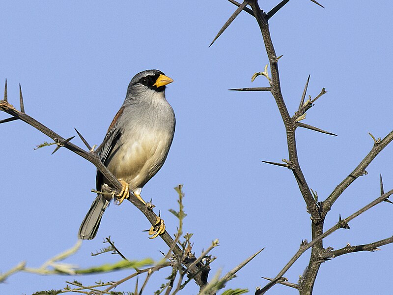Little Inca-Finch (Incaspiza watkinsi) photo