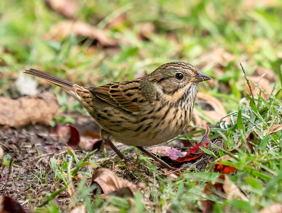 Lincoln's Sparrow (Melospiza lincolnii)