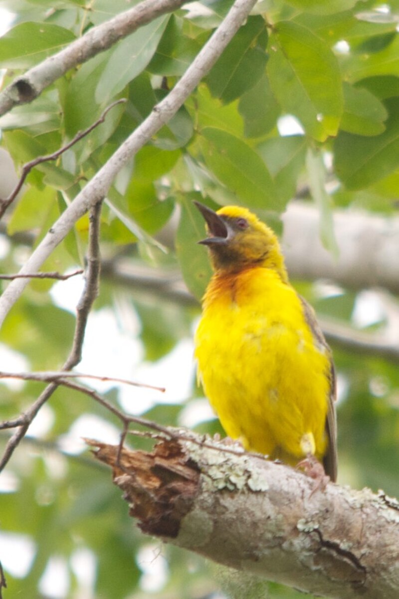 Olive-headed Weaver (Ploceus olivaceiceps) photo