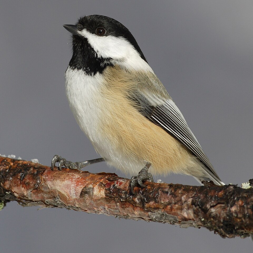 Black-capped Chickadee (Poecile atricapillus)