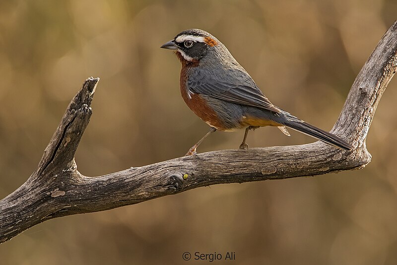 Black-and-chestnut Warbling Finch (Poospiza whitii) photo
