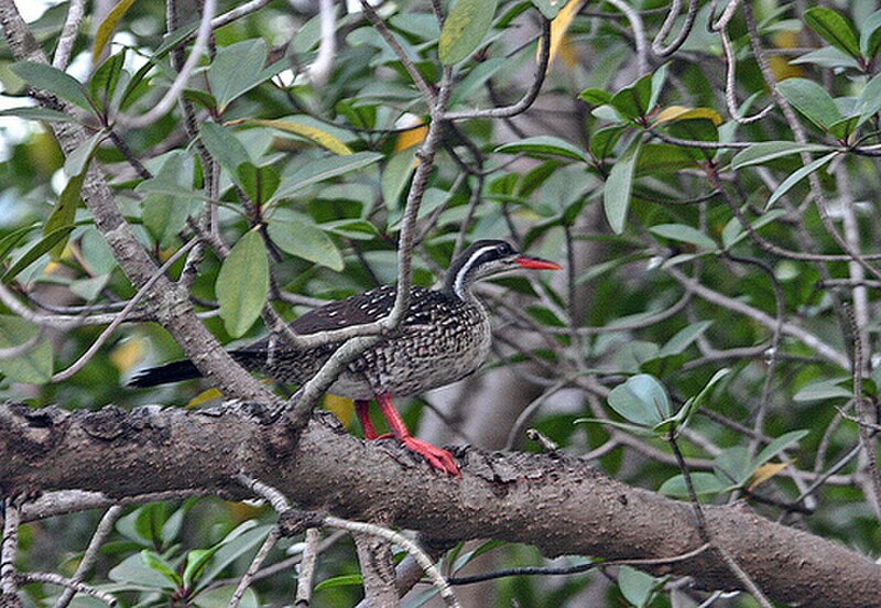 African Finfoot (Podica senegalensis) photo