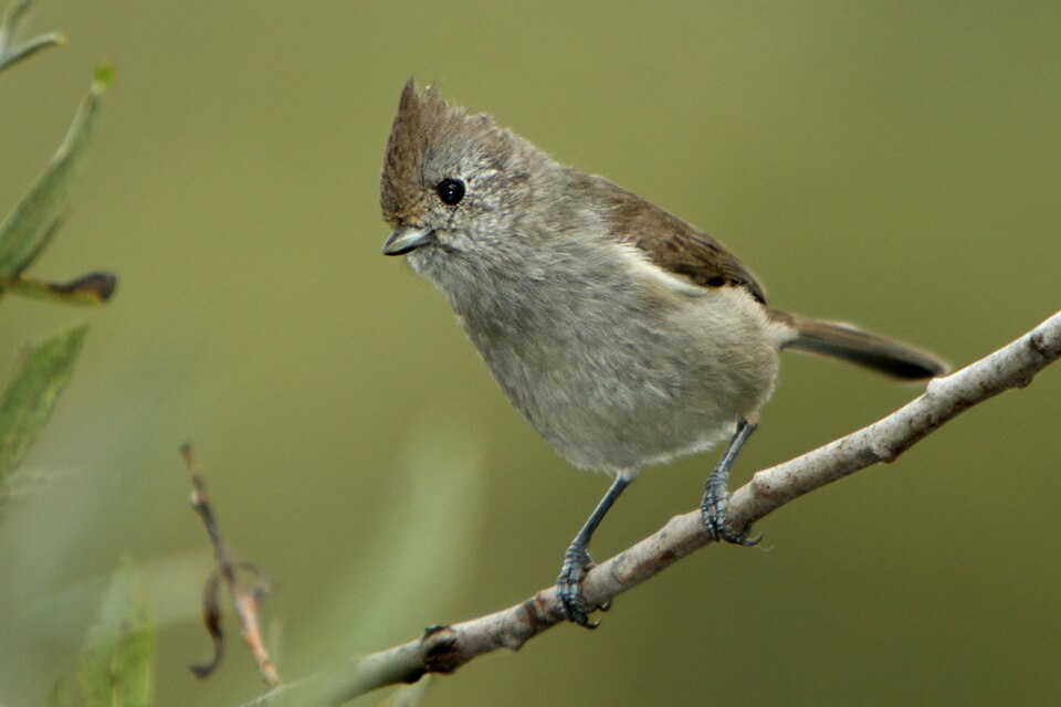 Oak Titmouse (Baeolophus inornatus)