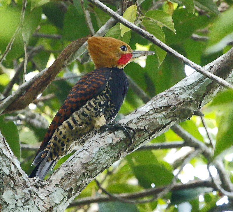 Ringed Woodpecker (Celeus torquatus) photo