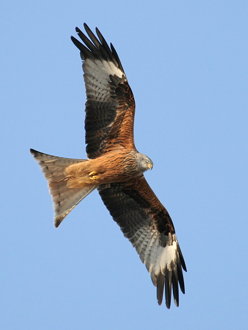 Red Kite (Milvus milvus) photo