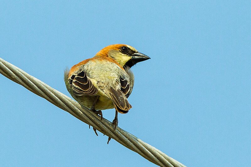 Plain-backed Sparrow (Passer flaveolus) photo