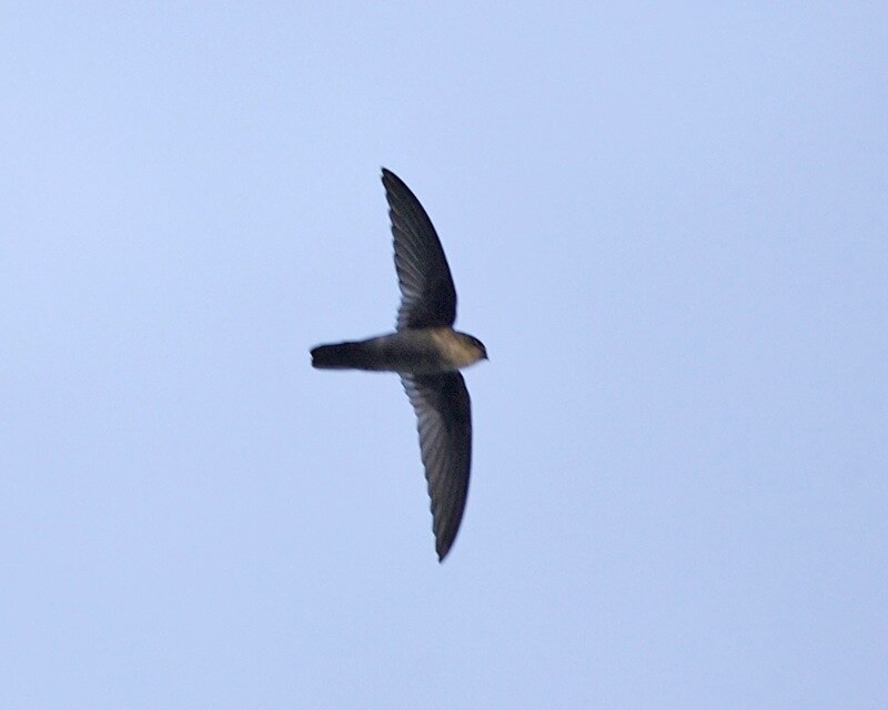 Uniform Swiftlet (Aerodramus vanikorensis) photo