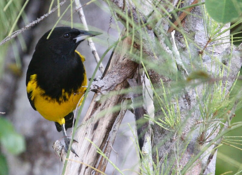 Bahama Oriole (Icterus northropi) photo