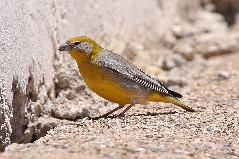 Bright-rumped Yellow-Finch (Sicalis uropygialis) photo