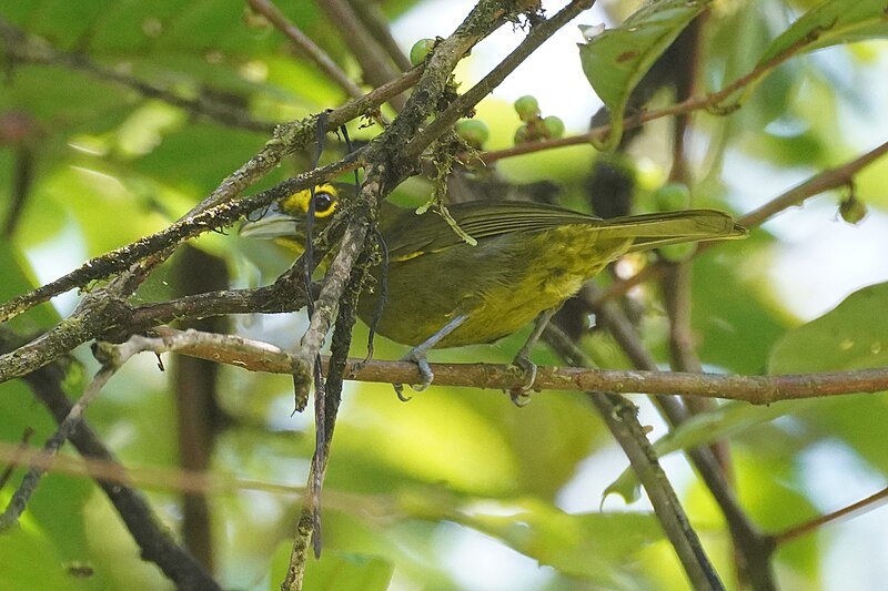 Lemon-spectacled Tanager (Chlorothraupis olivacea) photo