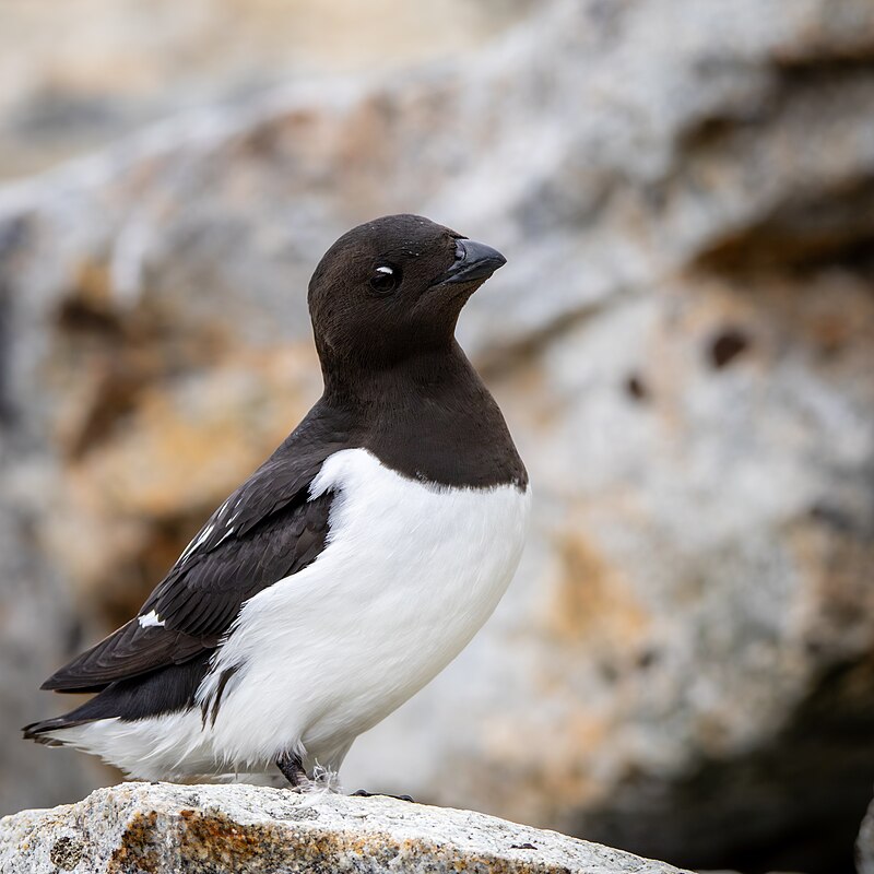 Dovekie (Alle alle) photo