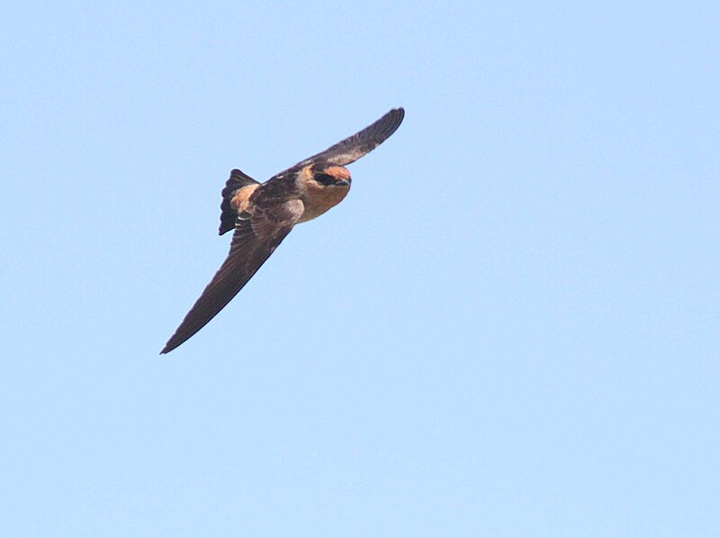 Cave Swallow (Petrochelidon fulva) photo