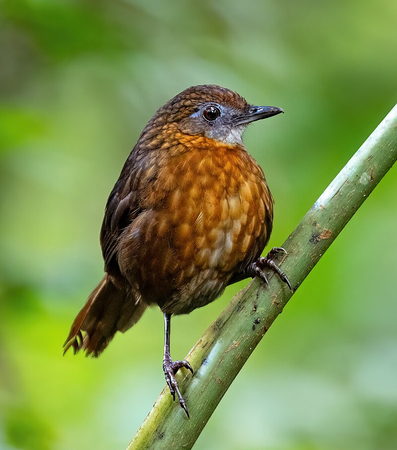 Rusty-breasted Wren-Babbler (Gypsophila rufipectus) photo