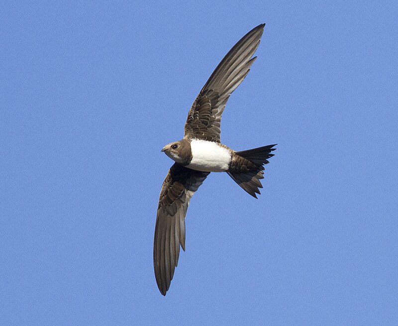 Alpine Swift (Tachymarptis melba) photo