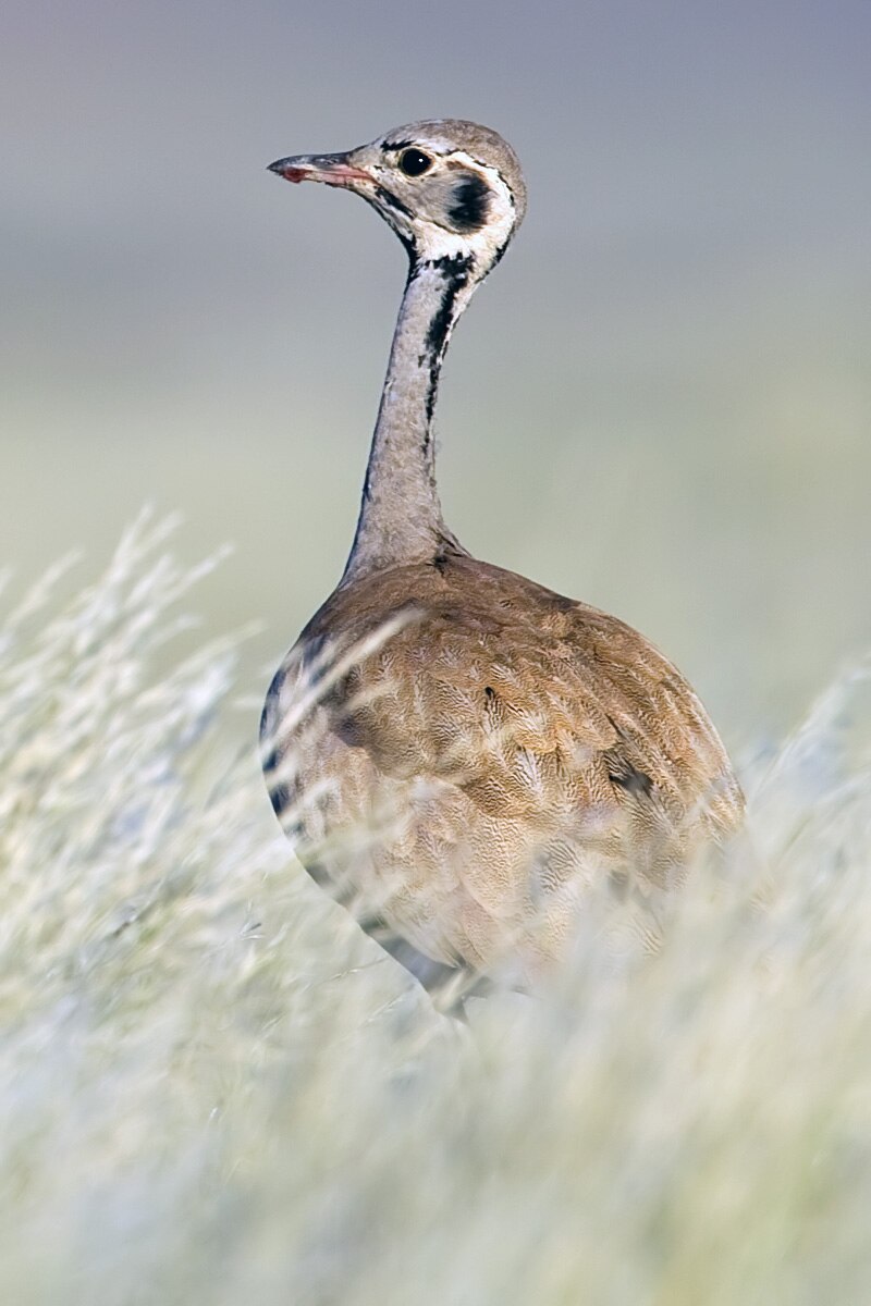 Rüppell's Bustard (Heterotetrax rueppelii) photo