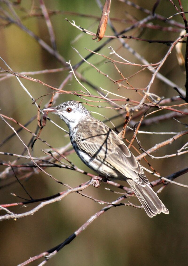 Bar-breasted Honeyeater (Ramsayornis fasciatus) photo