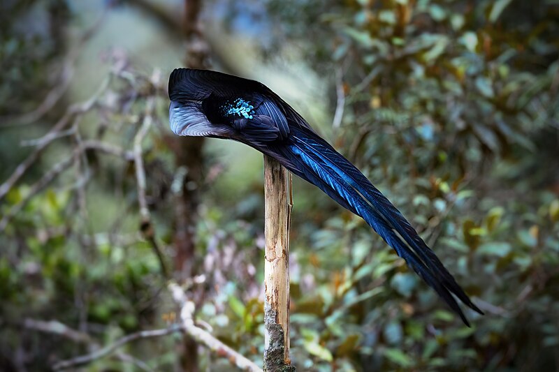 Black Sicklebill (Epimachus fastosus) photo