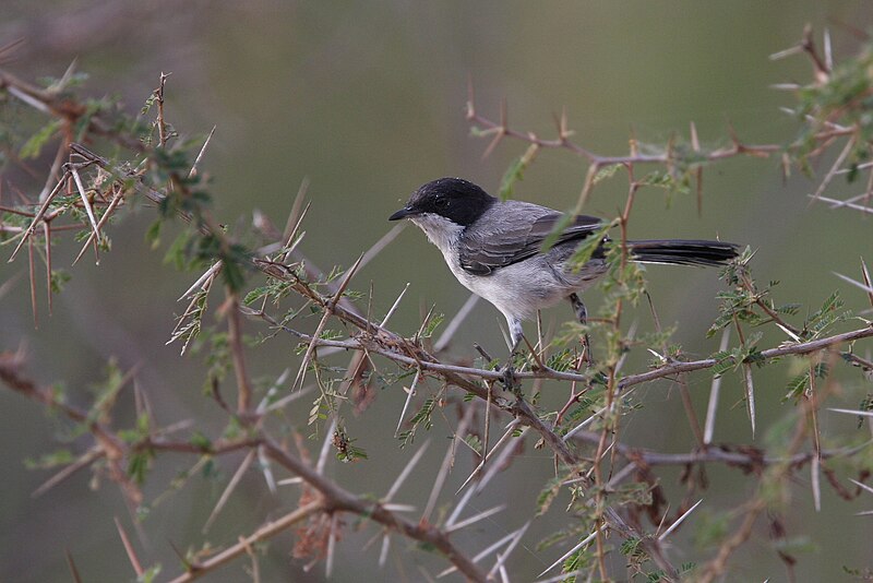 Arabian Warbler (Curruca leucomelaena) photo