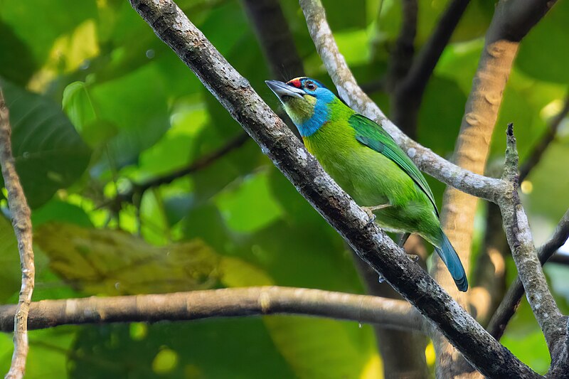 Indochinese Barbet (Psilopogon annamensis) photo