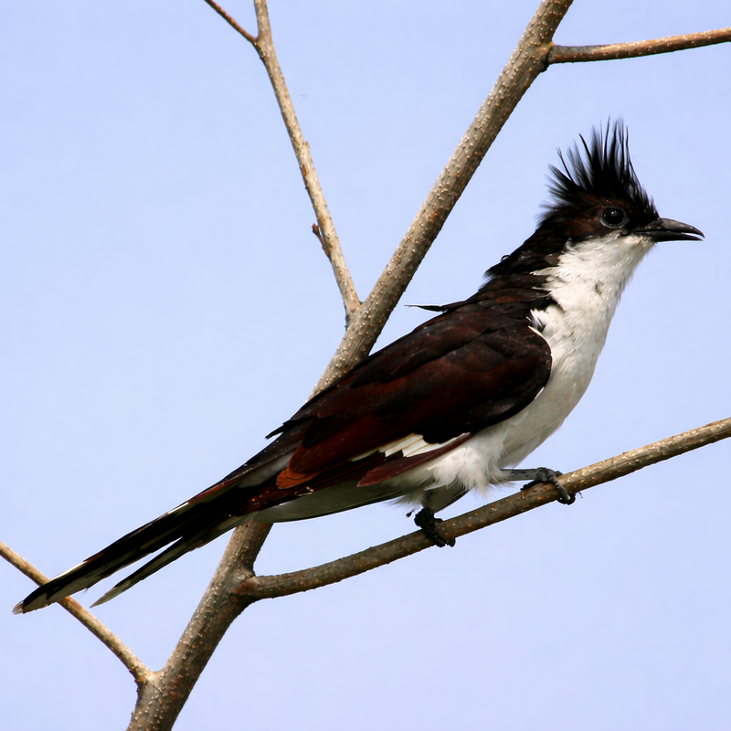 Pied Cuckoo (Clamator jacobinus) photo