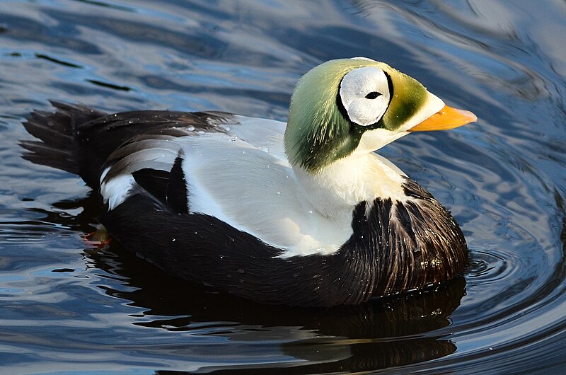 Spectacled Eider (Somateria fischeri) photo