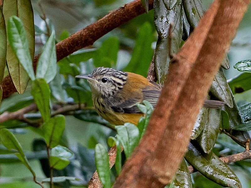 Orange-bellied Antwren (Terenura sicki) photo