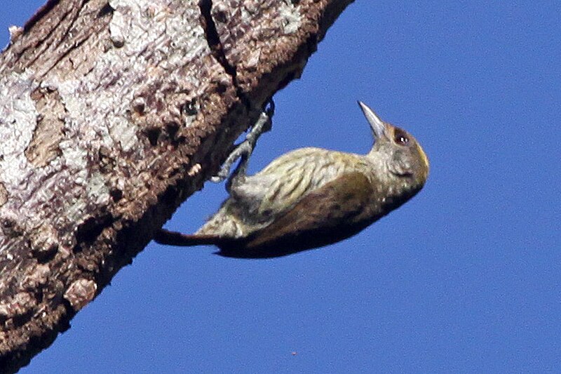 Antillean Piculet (Nesoctites micromegas) photo