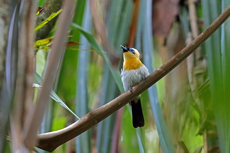 Ochre-collared Monarch (Arses insularis) photo
