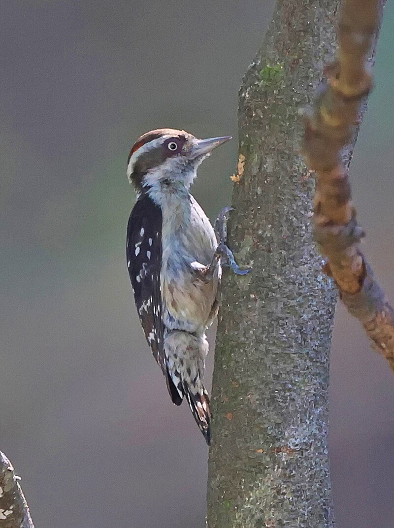 Brown-capped Pygmy Woodpecker (Yungipicus nanus) photo